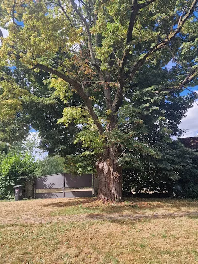 Image de Toit et Bois